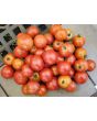 Tomato 'Matina' 