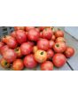 Tomato 'Matina' 
