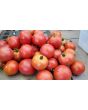 Tomato 'Matina' 