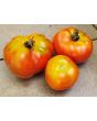 Tomato 'Pierrette'