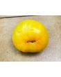 Tomato 'Orange'