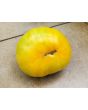 Tomato 'Orange'