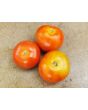 Tomato 'Tomcat F2' Seeds (Certified Organic)