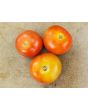 Tomato 'Tomcat F2' Seeds (Certified Organic)