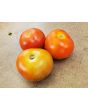 Tomato 'Tomcat F2' Seeds (Certified Organic)