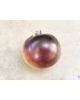 Tomato 'Wooly Kate'