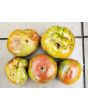 Tomato 'Vorlon' 