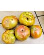 Tomato 'Vorlon' 