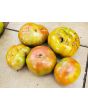 Tomato 'Vorlon' 