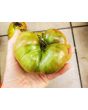 Tomato 'Vorlon' 
