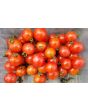 Tomato 'Mexico Midget'