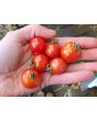 Tomato 'Mexico Midget'