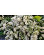 White Heath Aster AKA Wild Aster Seeds (Certified Organic)