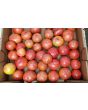 Tomato 'Porter's Pride'