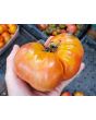 Tomato 'Giganta Zenta Semi' Seeds (Certified Organic)