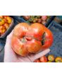 Tomato 'Giganta Zenta Semi' Seeds (Certified Organic)