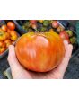 Tomato 'Giganta Zenta Semi' Seeds (Certified Organic)