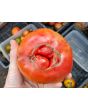 Tomato 'Giganta Zenta Semi' Seeds (Certified Organic)