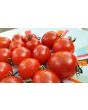 Tomato 'Red Sprinkles' 