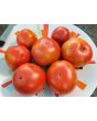 Tomato 'Goose Creek' Seeds (Certified Organic)