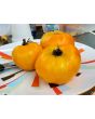 Tomato 'Golden Sunray' 
