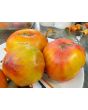 Tomato 'Walter's Candy Stripe' 