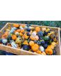The Ultimate Gourd Seed Mix