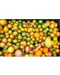 Tomato 'Evil Olive' Seeds (Certified Organic)