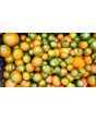 Tomato 'Evil Olive' Seeds (Certified Organic)