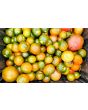 Tomato 'Evil Olive' Seeds (Certified Organic)