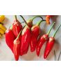 Hot Pepper ‘Bleeding Rawit White' Seeds (Certified Organic)