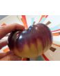 Tomato 'Sart Roloise' Seeds (Certified Organic)