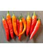 Hot Pepper ‘Red Thai’ Seeds (Certified Organic)