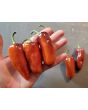 Sweet Pepper 'Pippin's Golden Honey’ Seeds (Certified Organic)