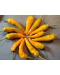 Sweet Pepper ‘Tequila Sunrise' Seeds (Certified Organic)