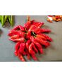 Sweet Pepper 'Melrose’ Seeds (Certified Organic)