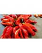 Sweet Pepper 'Melrose’ Seeds (Certified Organic)
