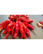 Sweet Pepper 'Melrose’ Seeds (Certified Organic)