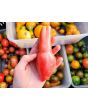 Tomato 'Pink Fang' Seeds (Certified Organic)