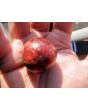 Tomato 'Black Strawberry' Seeds (Certified Organic)