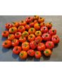 Cannibal's Tomato Seeds (Certified Organic) 