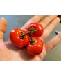 Cannibal's Tomato Seeds (Certified Organic) 