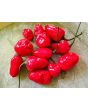 Hot Pepper ‘Chiltepin x Habanero' Seeds (Certified Organic)