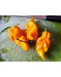 Hot Pepper 'Lemon Ghostly Jalapeno' Seeds (Certified Organic)