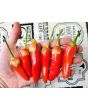 Hot Pepper ‘Bleeding Rawit White' Seeds (Certified Organic)