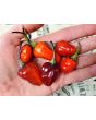 Hot Pepper 'Variegated Jigsaw' Seeds (Certified Organic)