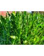 Chicory 'Catalogna Pugliese' Seeds (Certified Organic)