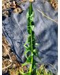Chicory 'Catalogna Pugliese' Seeds (Certified Organic)