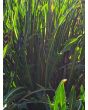 Chicory 'Catalogna Pugliese' Seeds (Certified Organic)