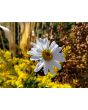 German Chamomile Seeds (Certified Organic)